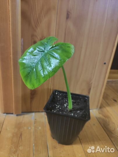 Зигокактус, сингониум, монстера, алоказия Комнат