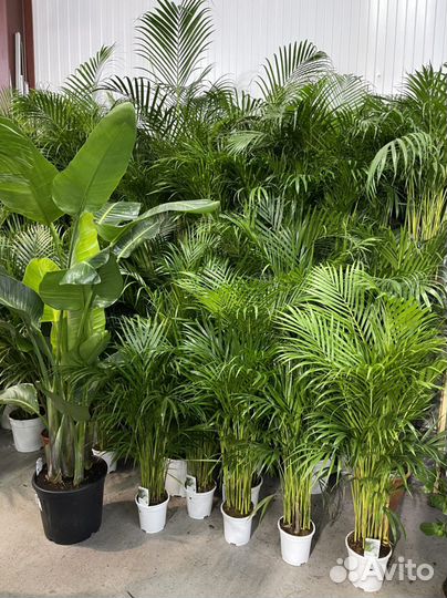 Пальма 130см