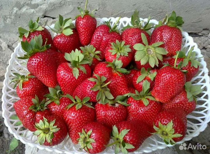 Саженцы клубники Купчиха, Клери