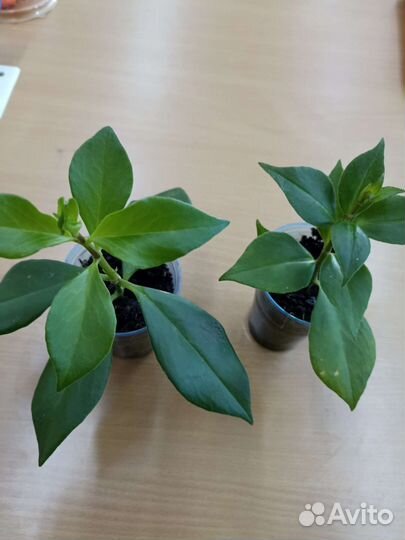 Комнатные растения