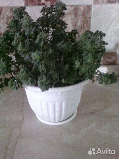 Аихризон распростертый - 