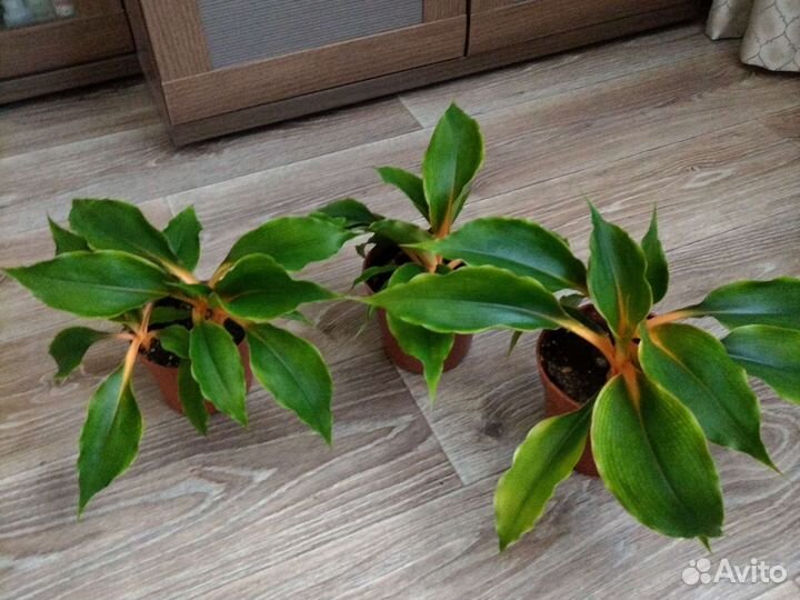 Хлорофитум Оранж