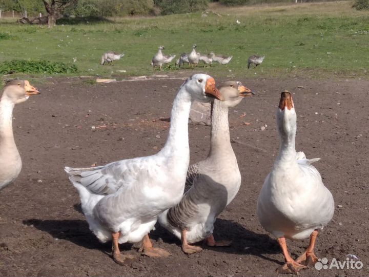 Гуси