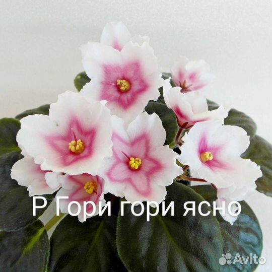 Фиалки детки