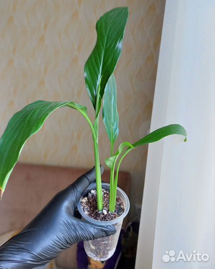 Комнатные растения