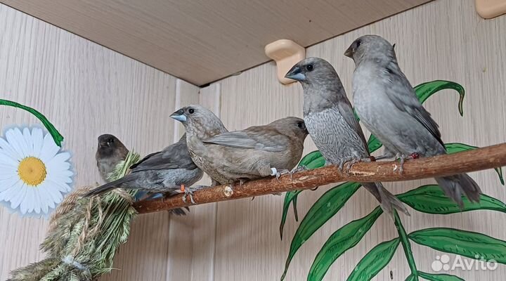 Японские амадины