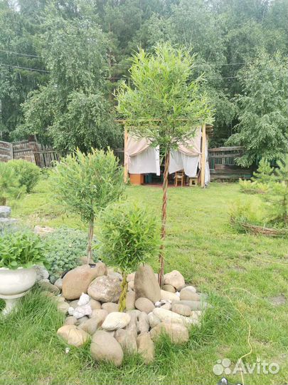 Витое дерево из ивы