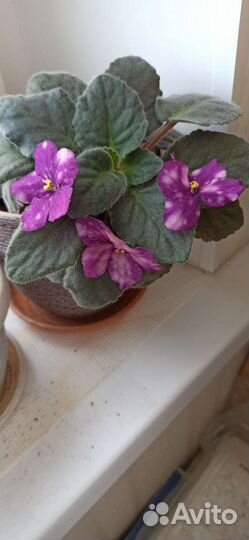 Фиалка, лист