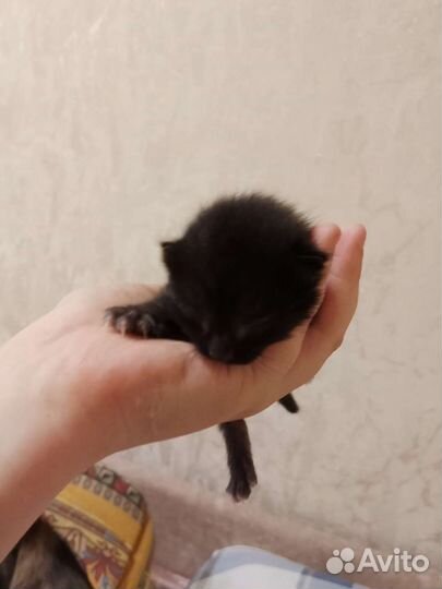 Отдам котенка в добрые руки