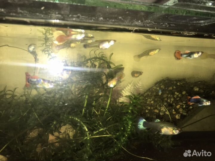 Аквариумные рыбки Гуппи