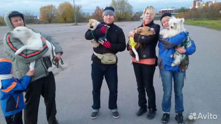 Дрессировка собак. Колпино.Кинолог.Консультация