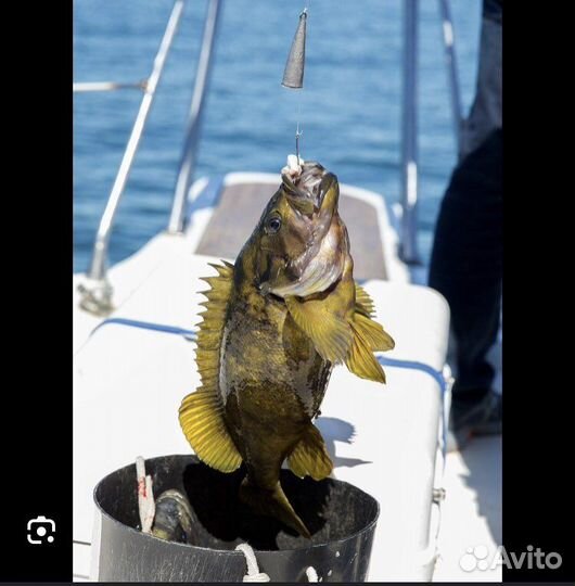 Свежая рыба