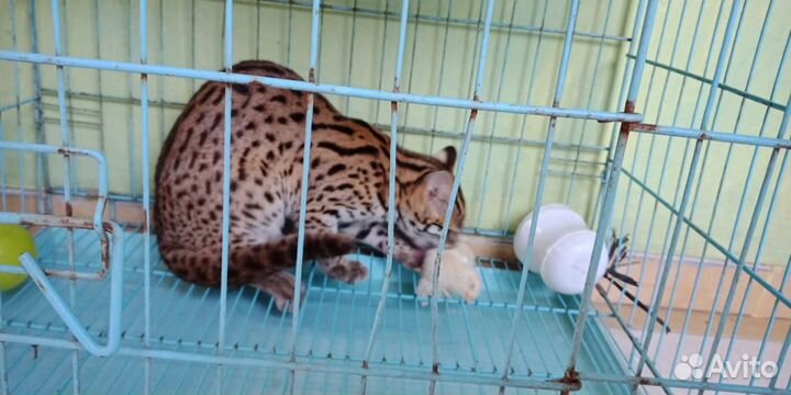 Доступен самец Алка. Алк азиатский кот