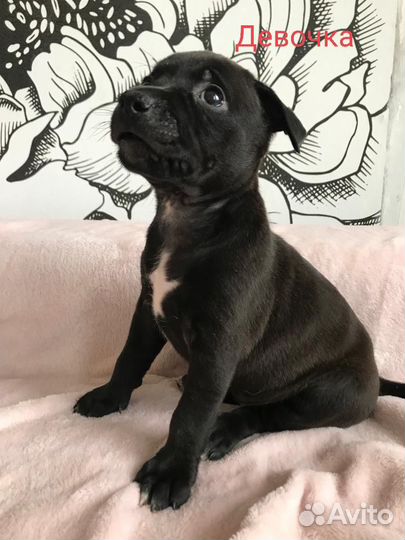 Щенки питбуля