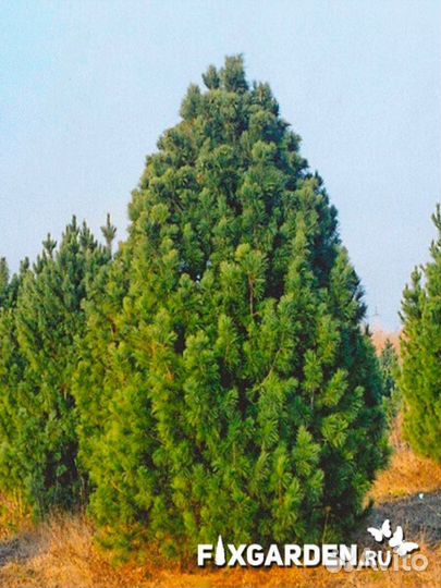 Сосна кедровая (кедр сибирский) Высота от 175см