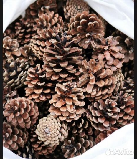 Шишки сосновые (много)