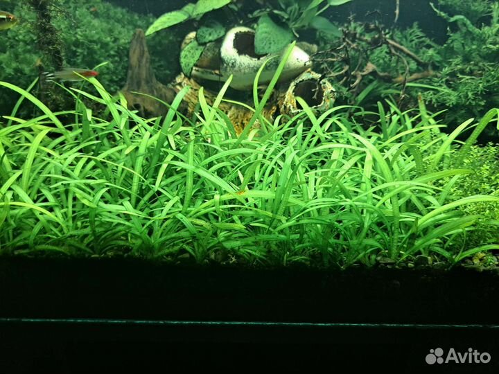 Аквариумные растения