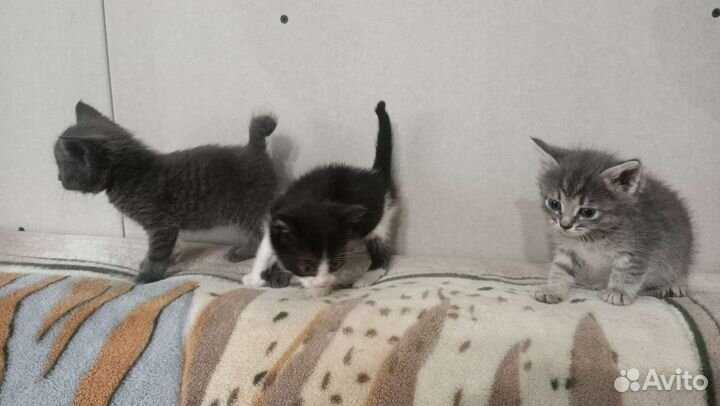 Котята в добрые руки