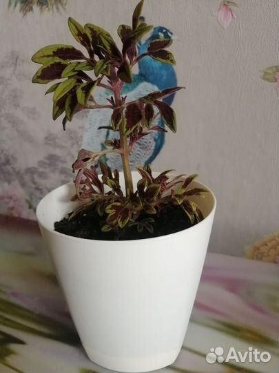 Фикус бенжамина, Шефлеру, Спатифиллюм