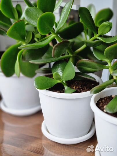Денежное дерево толстянка крассула