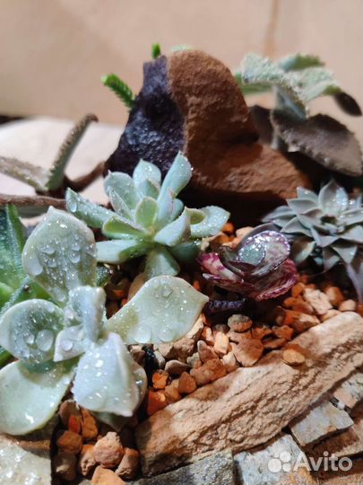 Композиция из суккулентов в плошке из камня