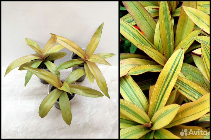 Традесканция Рео Ситара Голд