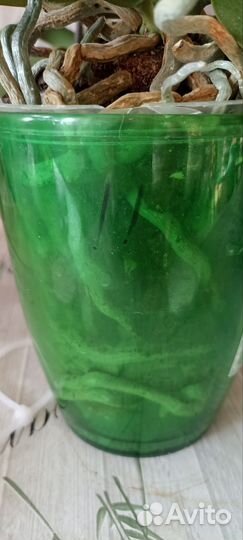 Орхидея фаленопсис