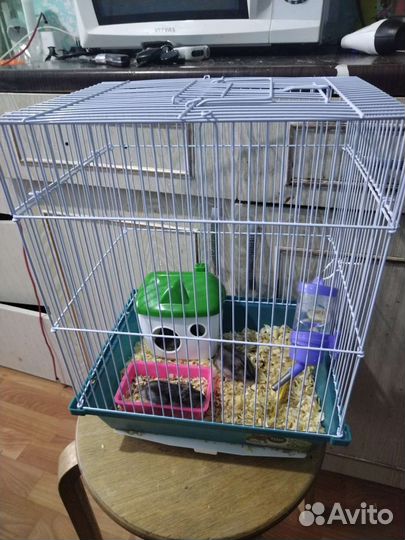 Хомяк с клеткой