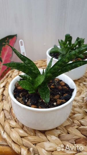 Суккуленты