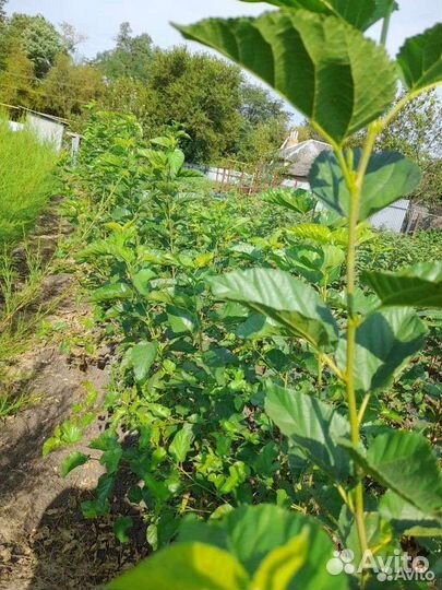 Шелковица чёрная