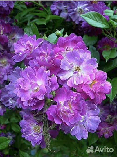 Роза плетистая Вайхенблау