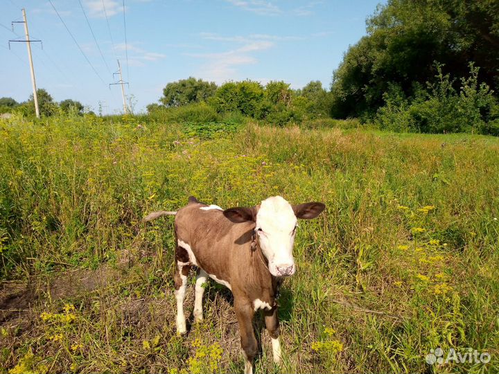 Продам телочка