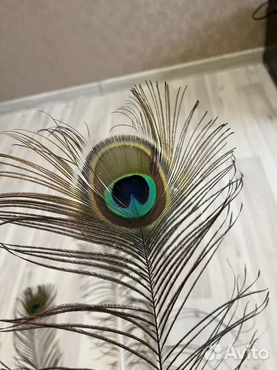 Перо павлина