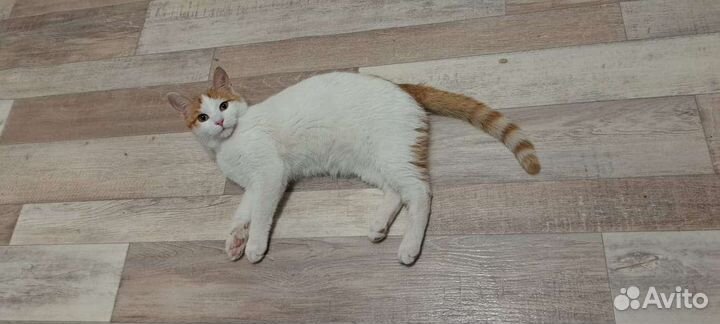 Котик ищет дом