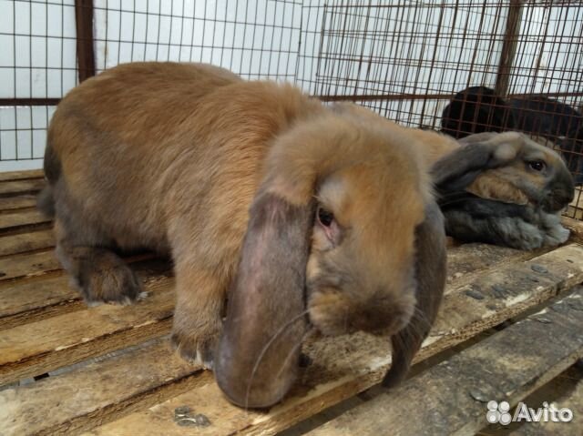 Кролики на племя. Чистая родословная. Французский