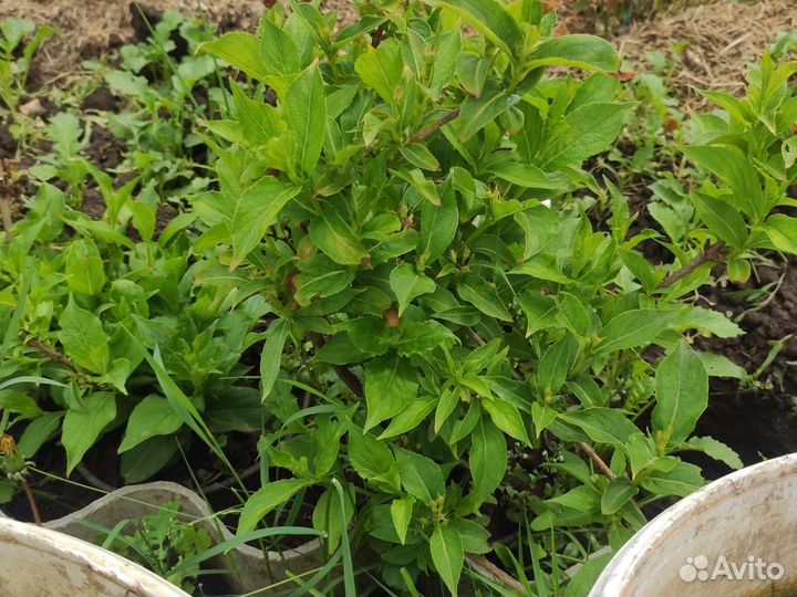 Многолетние садовые растения