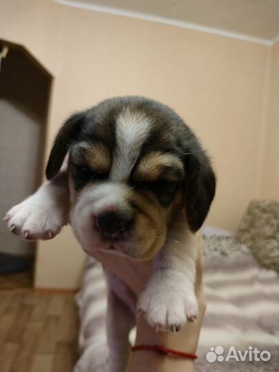 Малыши Бигль