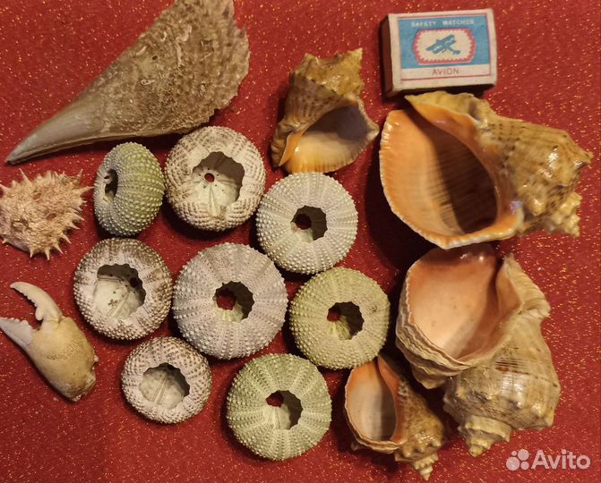 Ракушки: морские ежи, рапаны