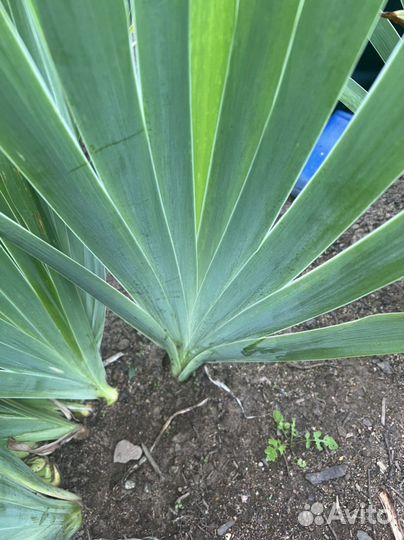 Ирисы бородатые