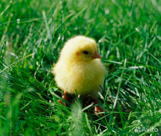 Цыплята