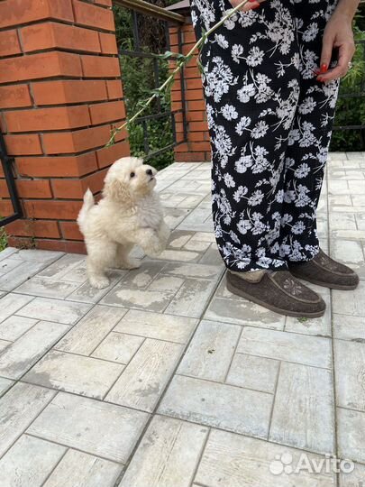 Лабрадудль (лабрадудель, коббердог) щенки