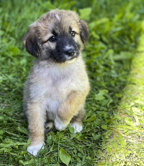 Лайма - щенок-девочка в дар