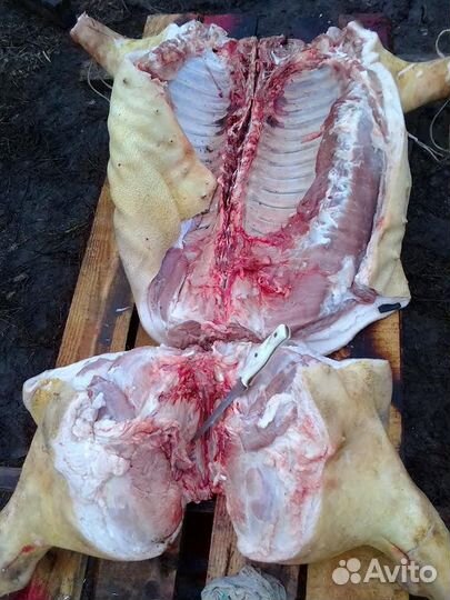 Продаю домашнее мясо свинины