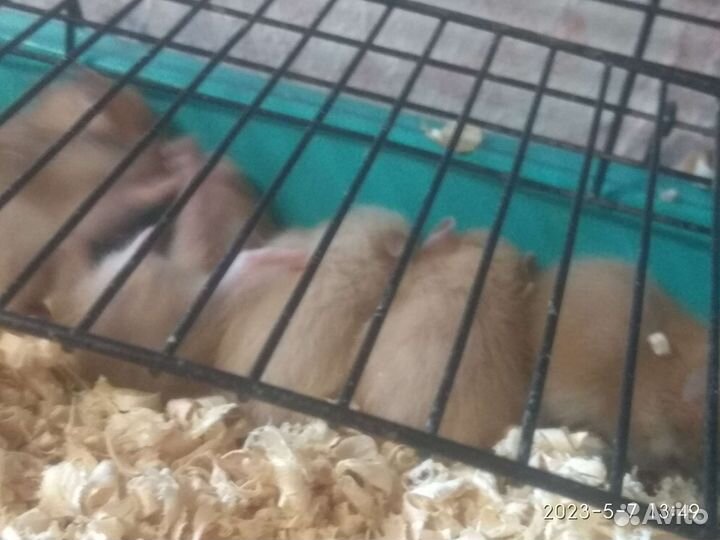 Сирийский хомяк малыш