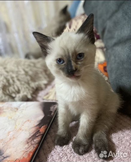 Продам сиамского котенка (девочка)
