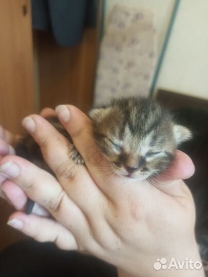 Британская кошка в дар
