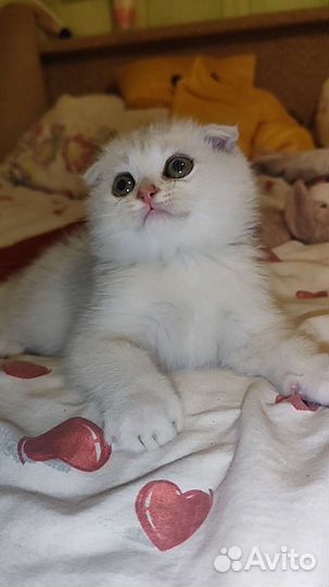Шотландская малышня
