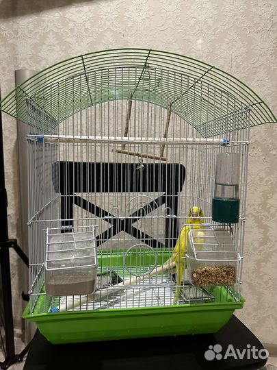 Попугай с клеткой