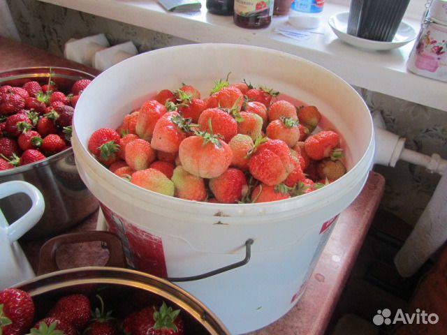 Финская розовая.клубника(земляника)