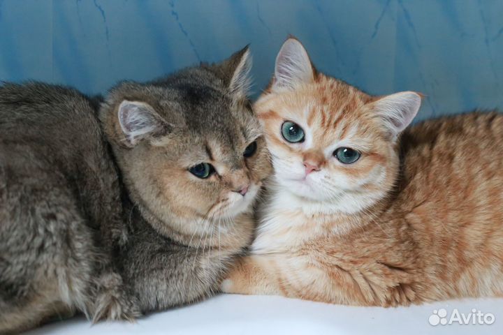 Британская золотая шиншилла